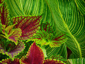 Coleus and Canna