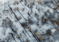 Ghost Forest, Winter