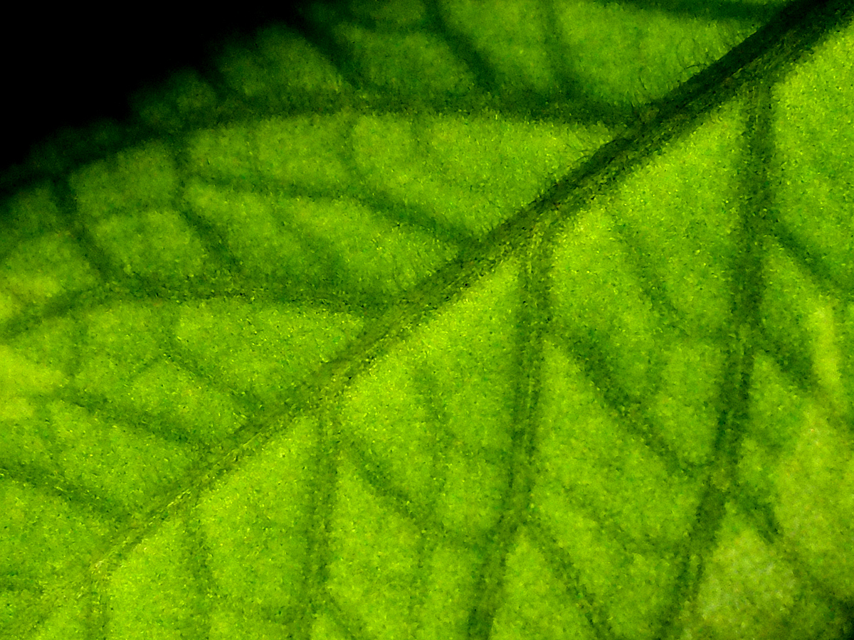 Leaf Pattern