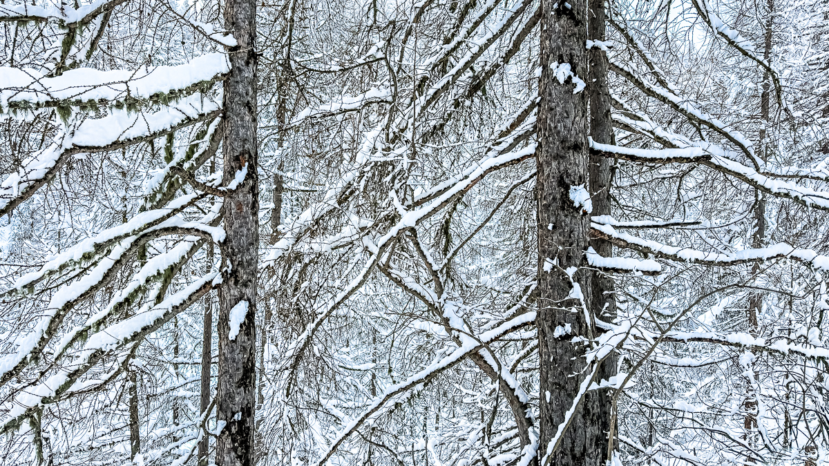 Winter Forest