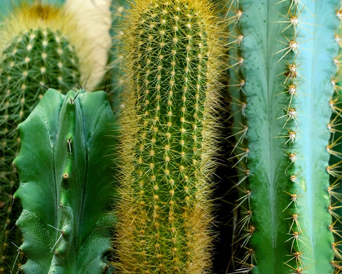 Cactus Caucus