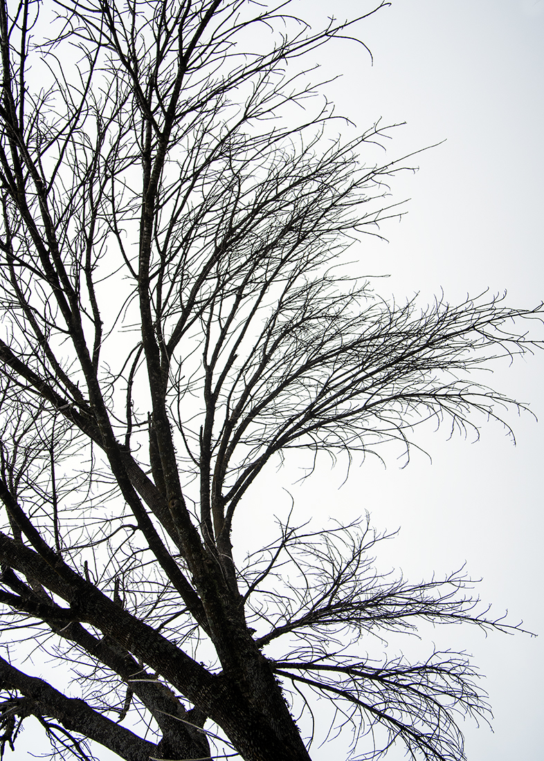 a tree