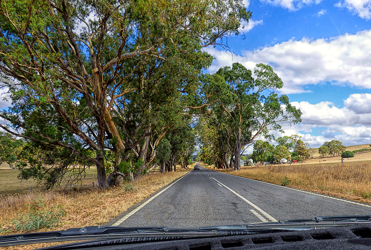 Rural Road in the Summertime