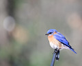 Eastern Bluebird