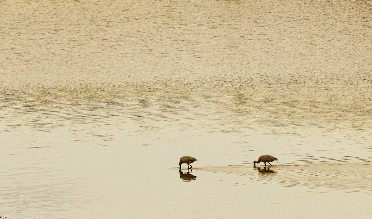 Nature's simplicity
