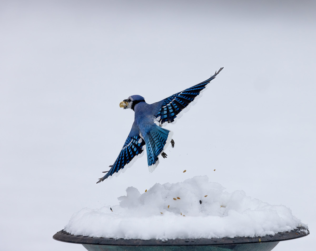 A Simple Life; Eat, Fly, Procreate.