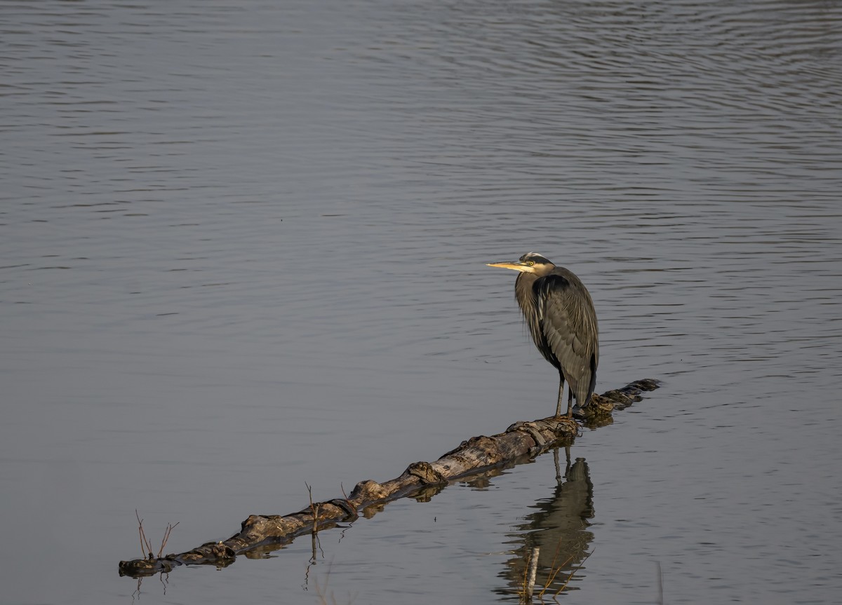 Ripples of Peacefulness