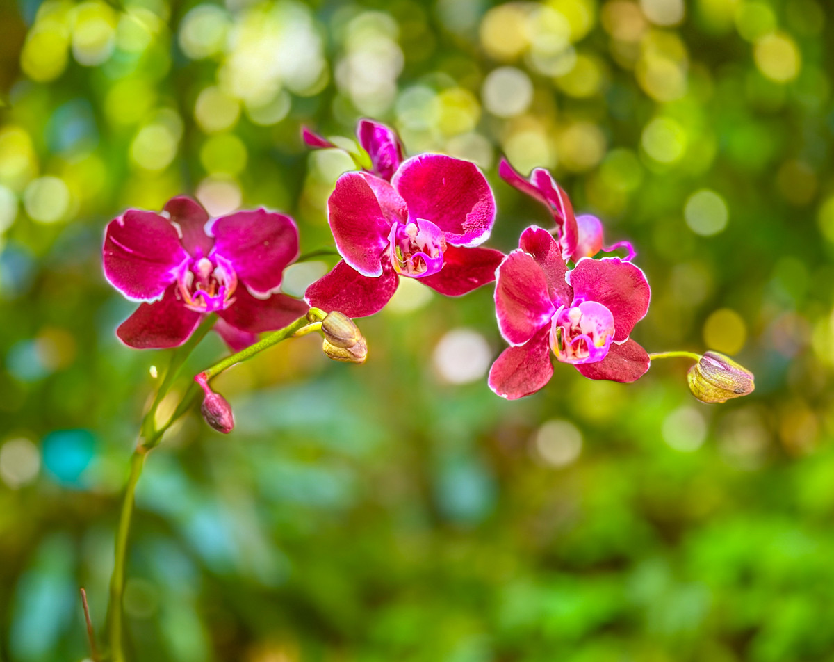 Delicate Orchids