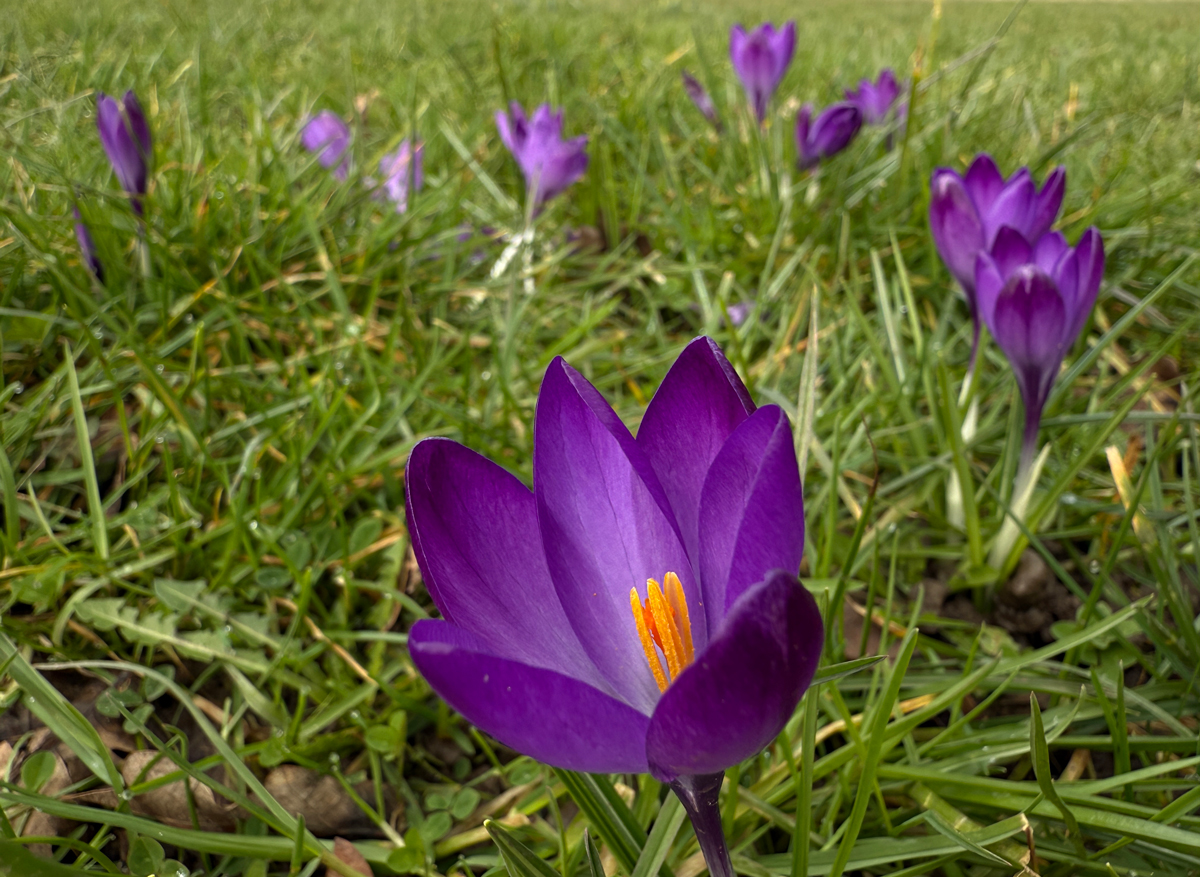 Crocuses