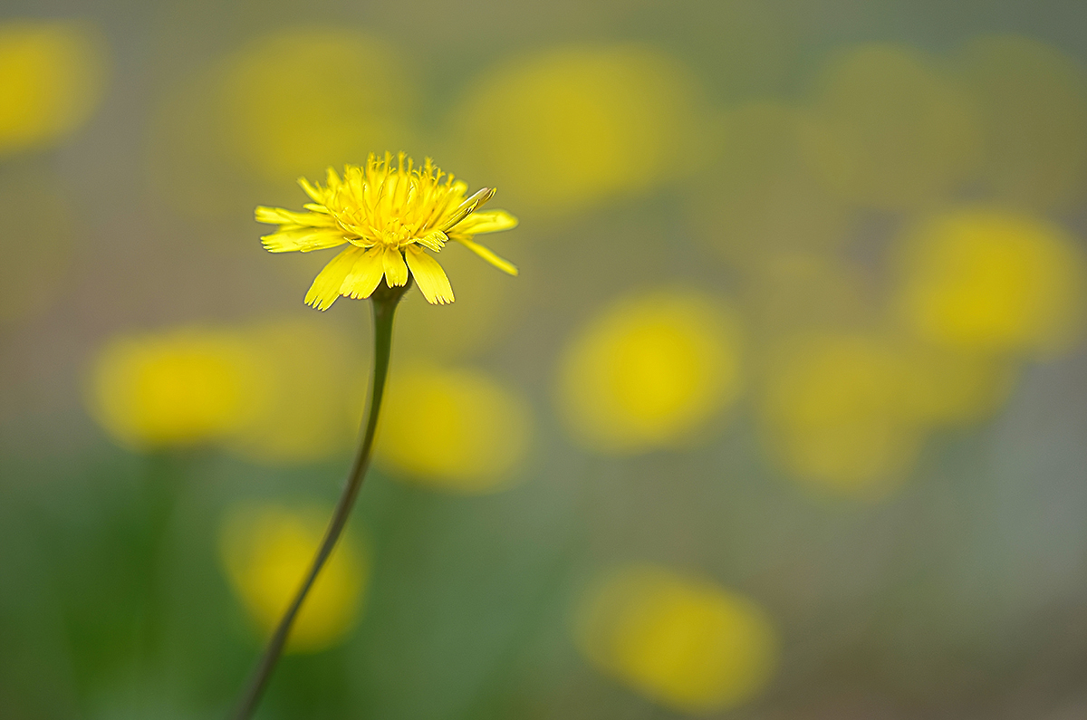 Dandelions