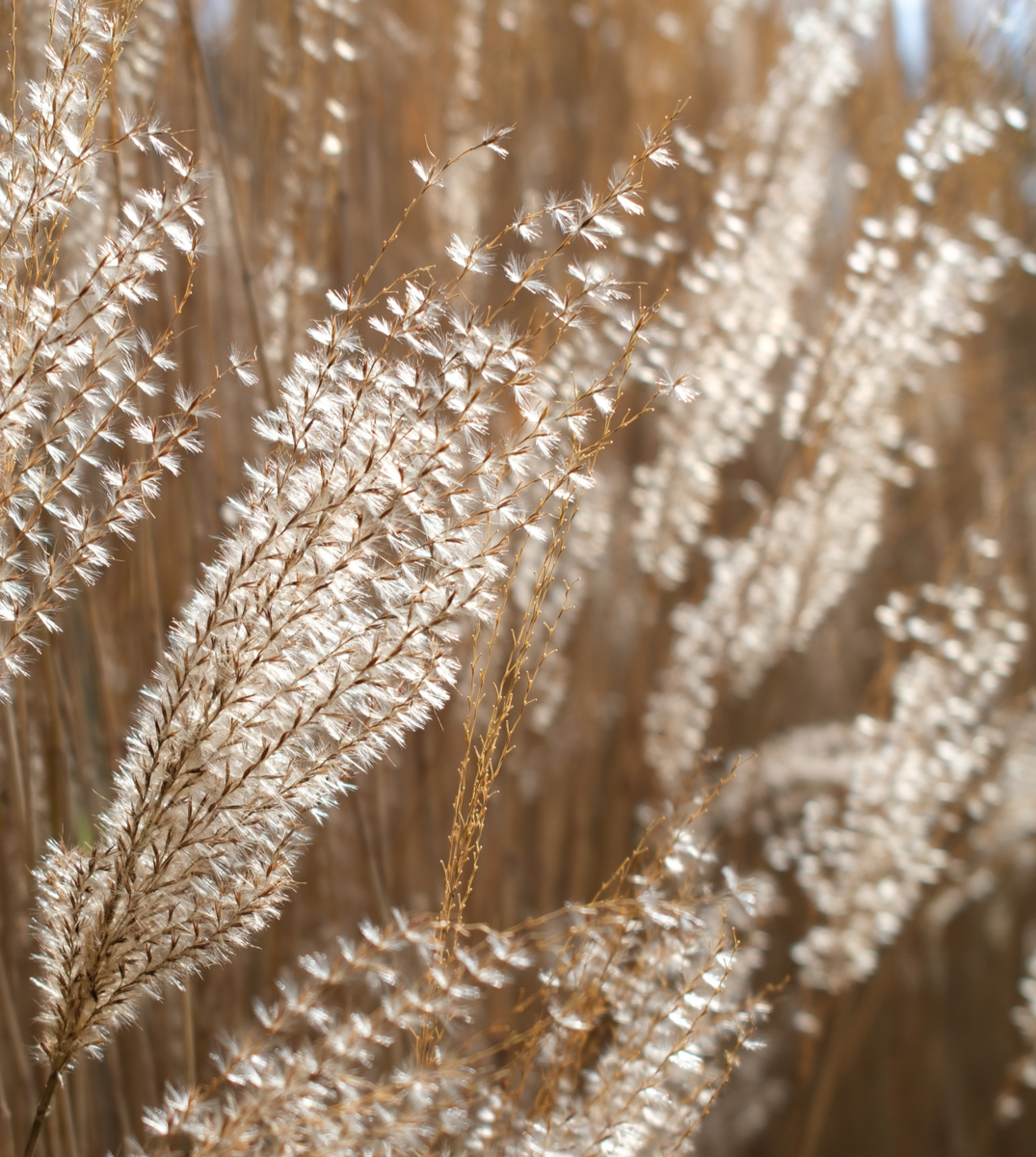 Seeds in sunlight