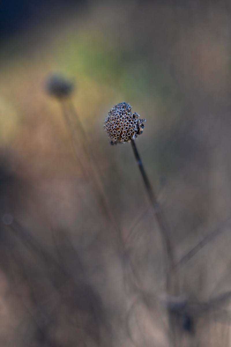 Remains of a Flower