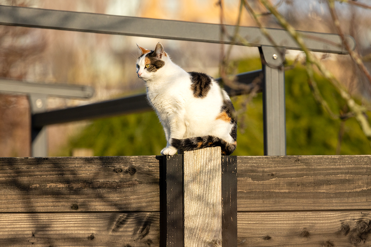 On a fence