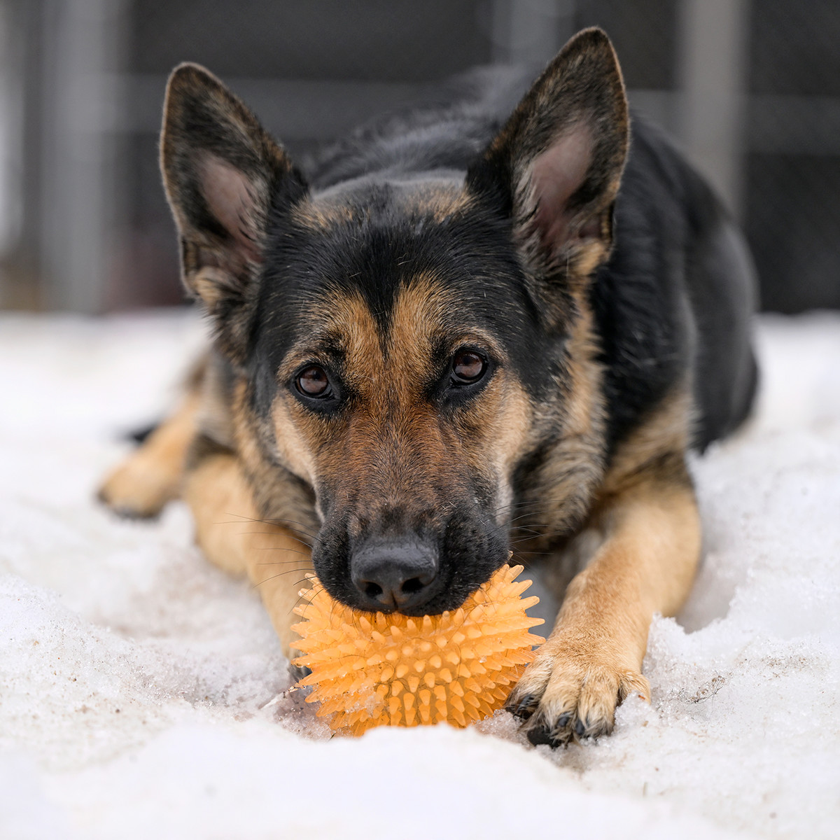 Sierra loves her ball