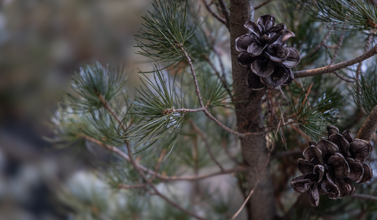 Pine Cones