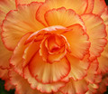 Begonia