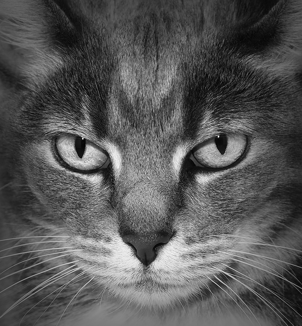 Lady of the house.