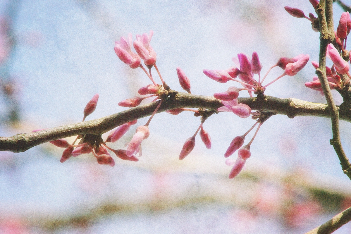 Dreamy Redbud Branch
