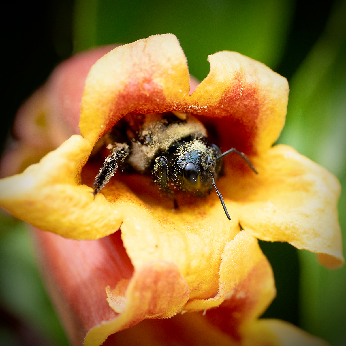 Friendly Neighborhood Bee