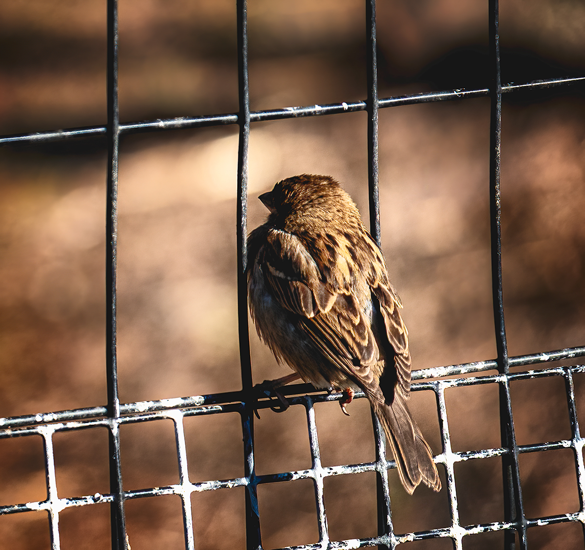 Jail Bird