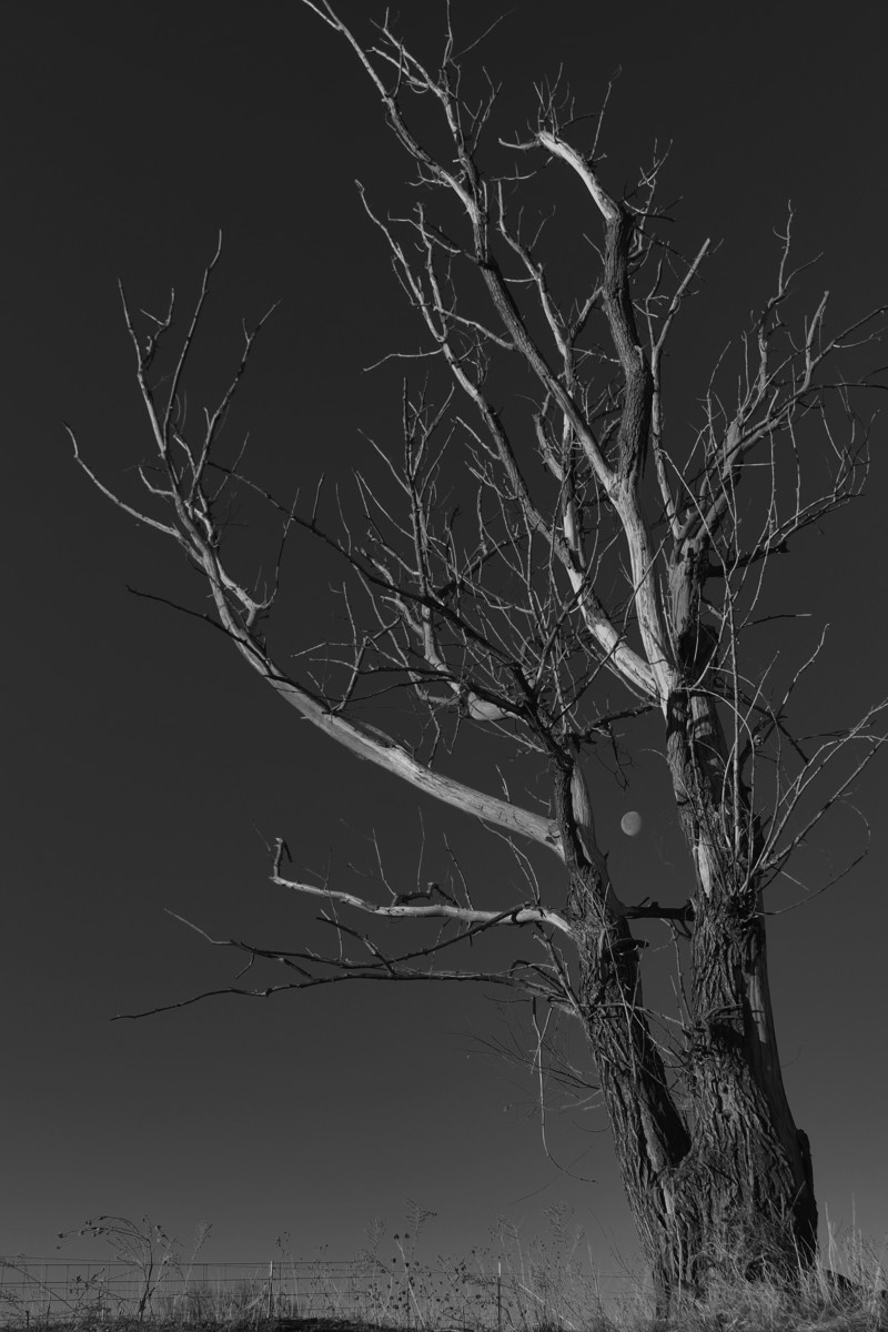 The Moon in the Tree
