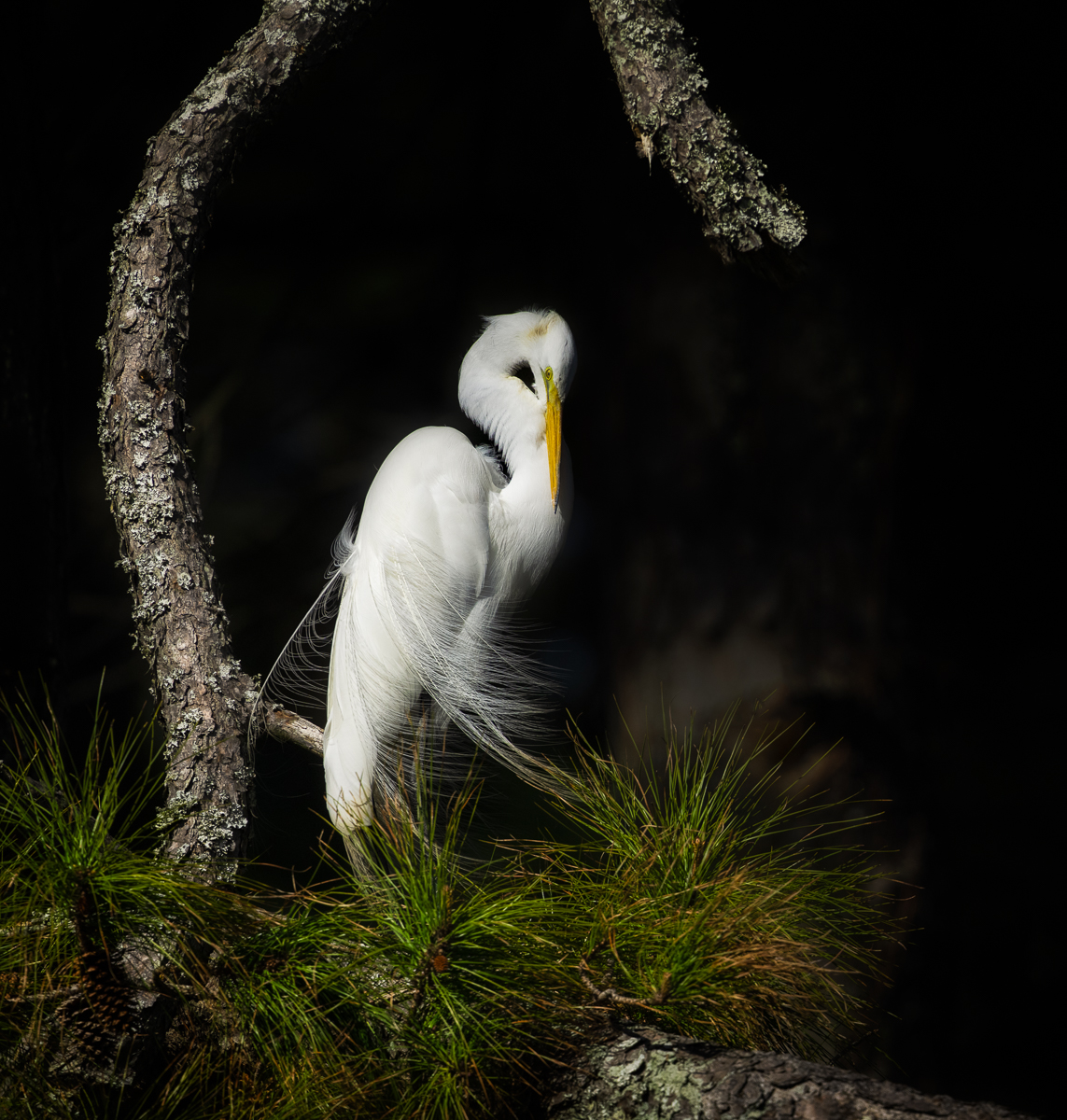 The Roost
