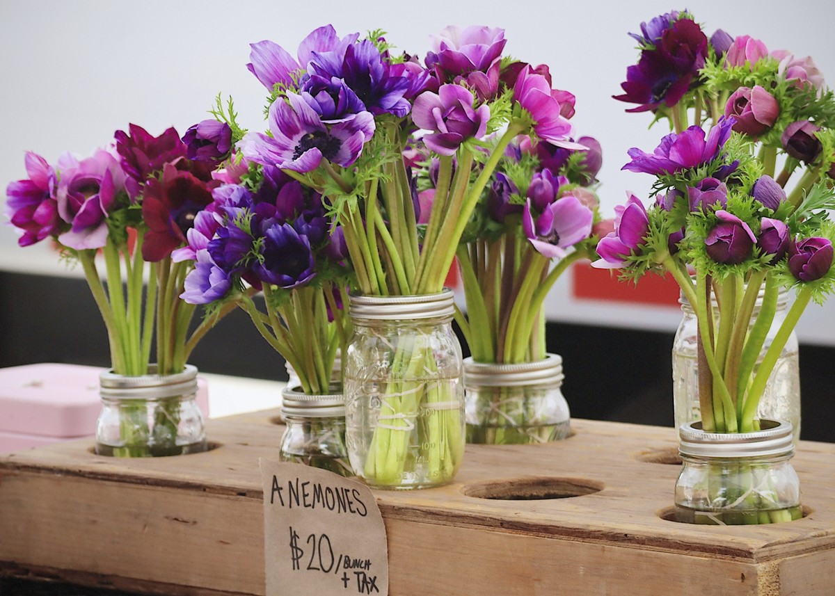 Anemones for Sale