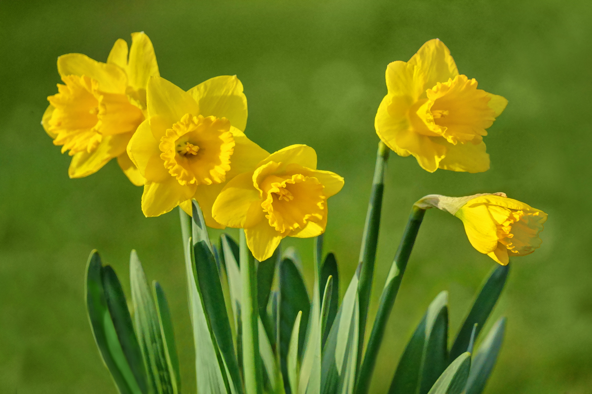 Spring Serenade