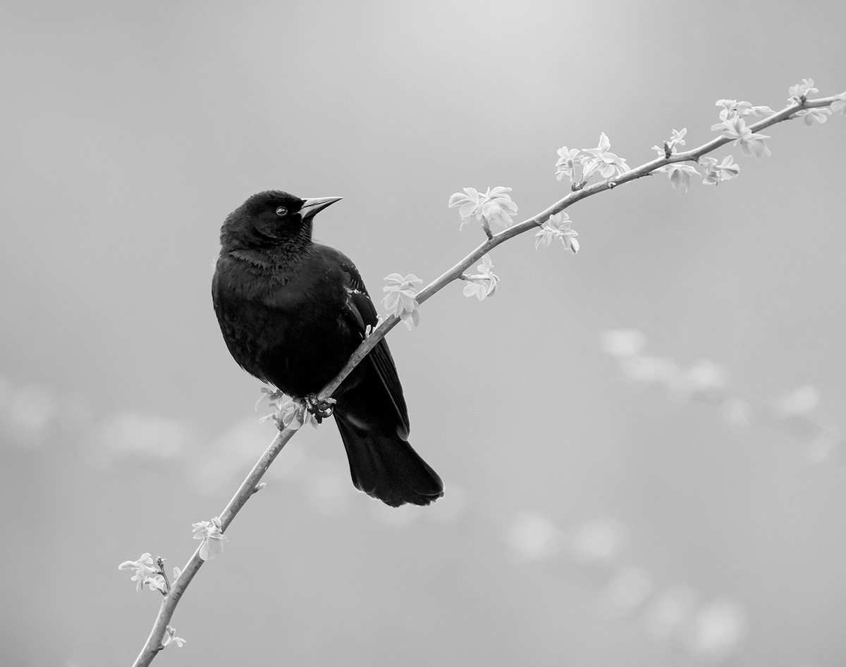 One Bird and Three Branches