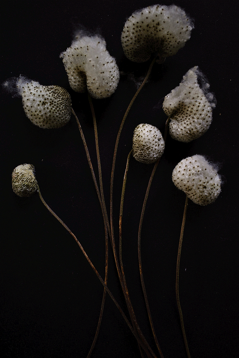 Japanese Anemone pods