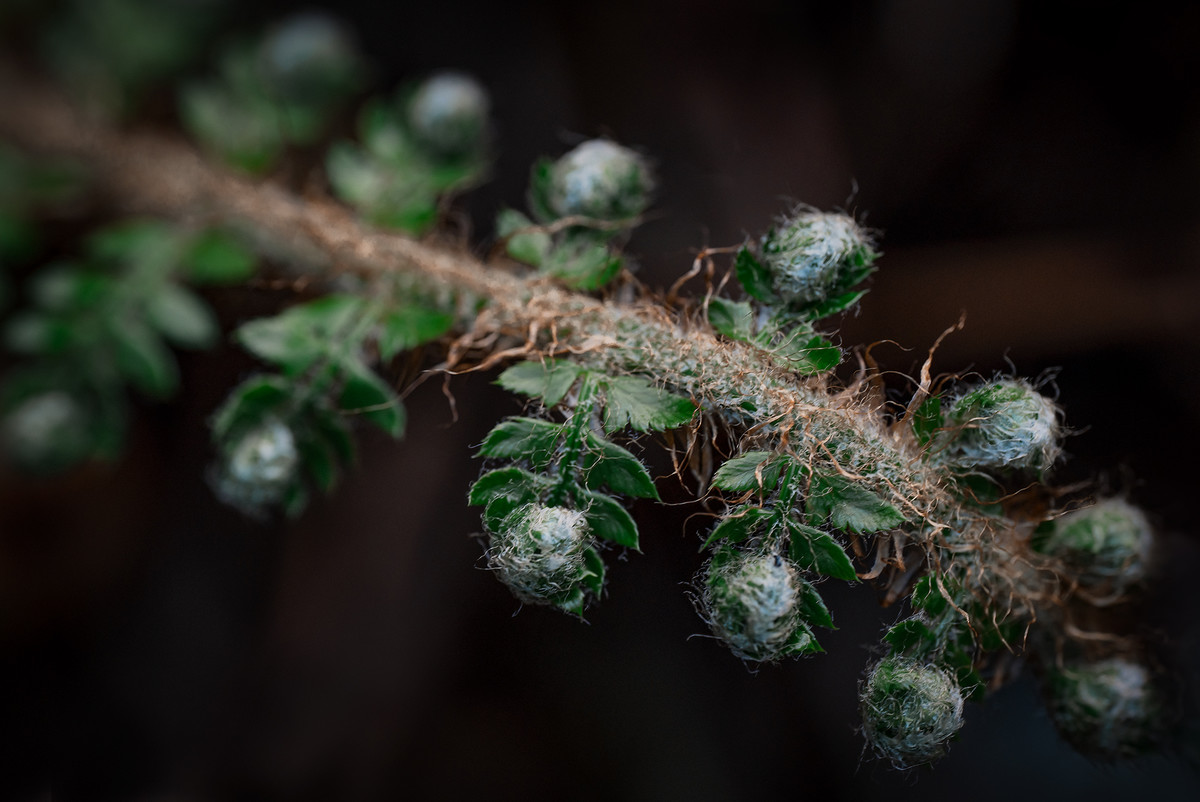 Baby Fronds