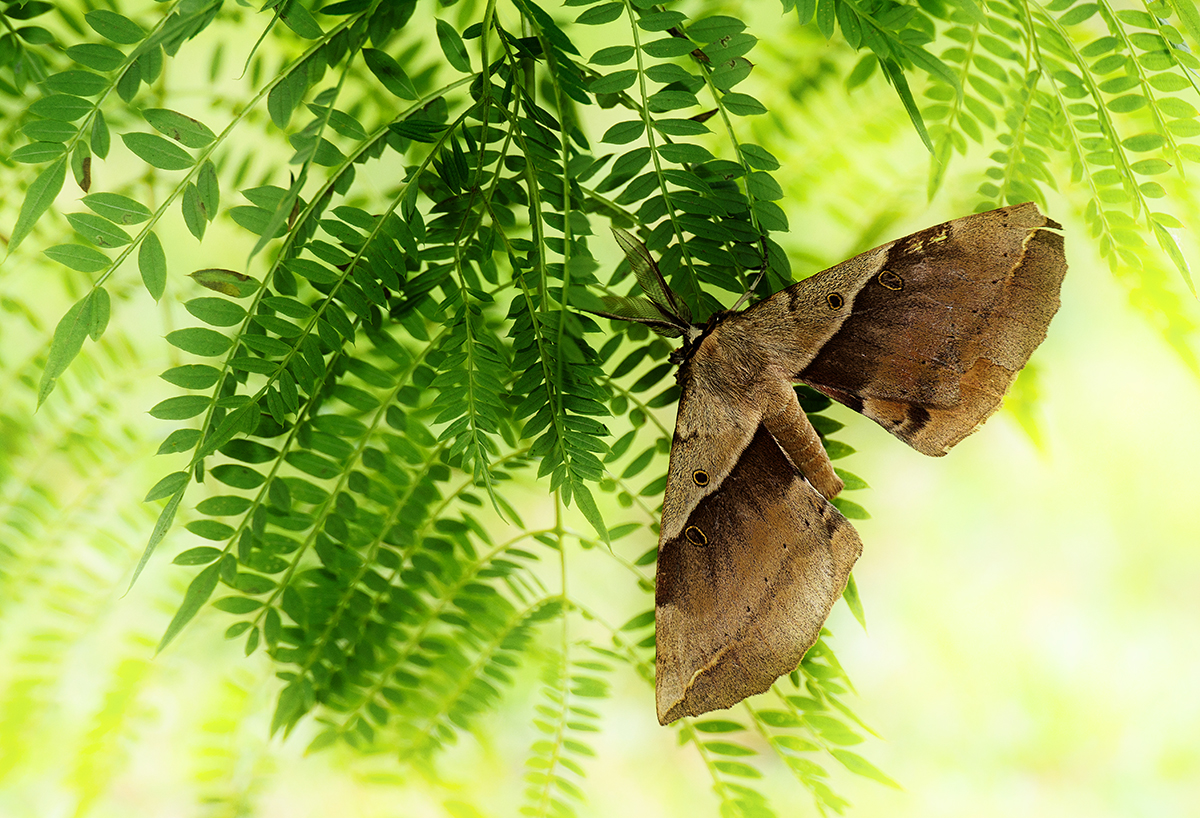 White-stemmed Wattle Moth on Jacaranda