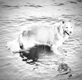 Sandy?s swim