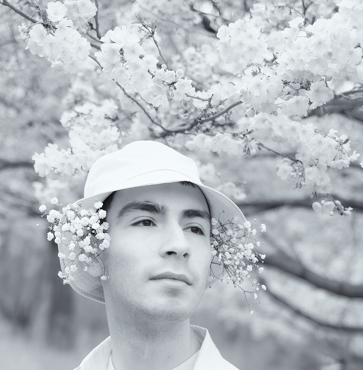 Among the Cherry Blossoms 