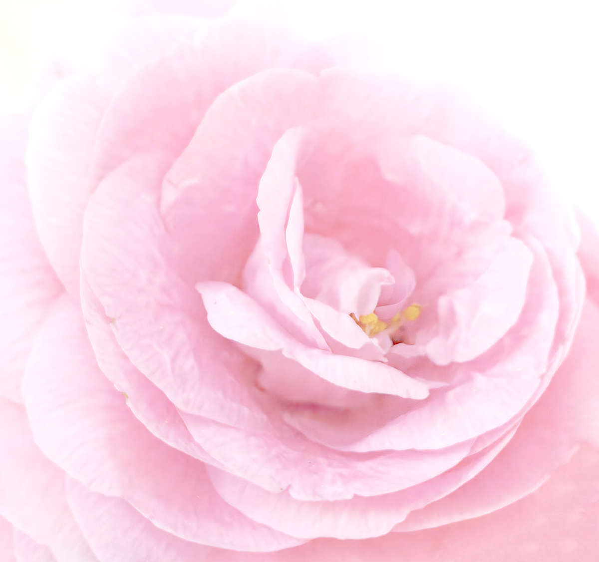 Camellia
