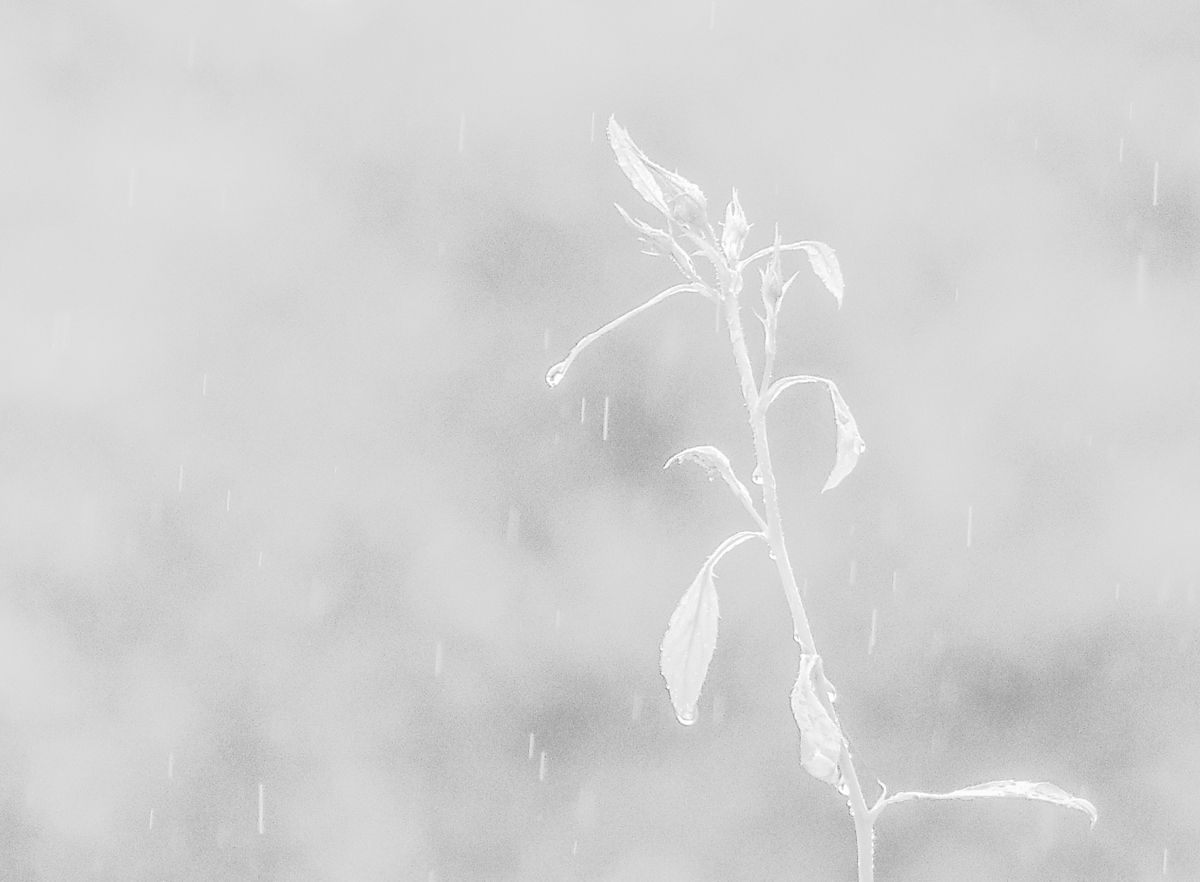 High key in the rain