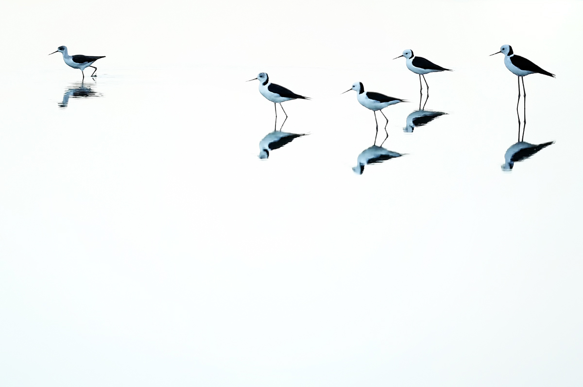Stilts
