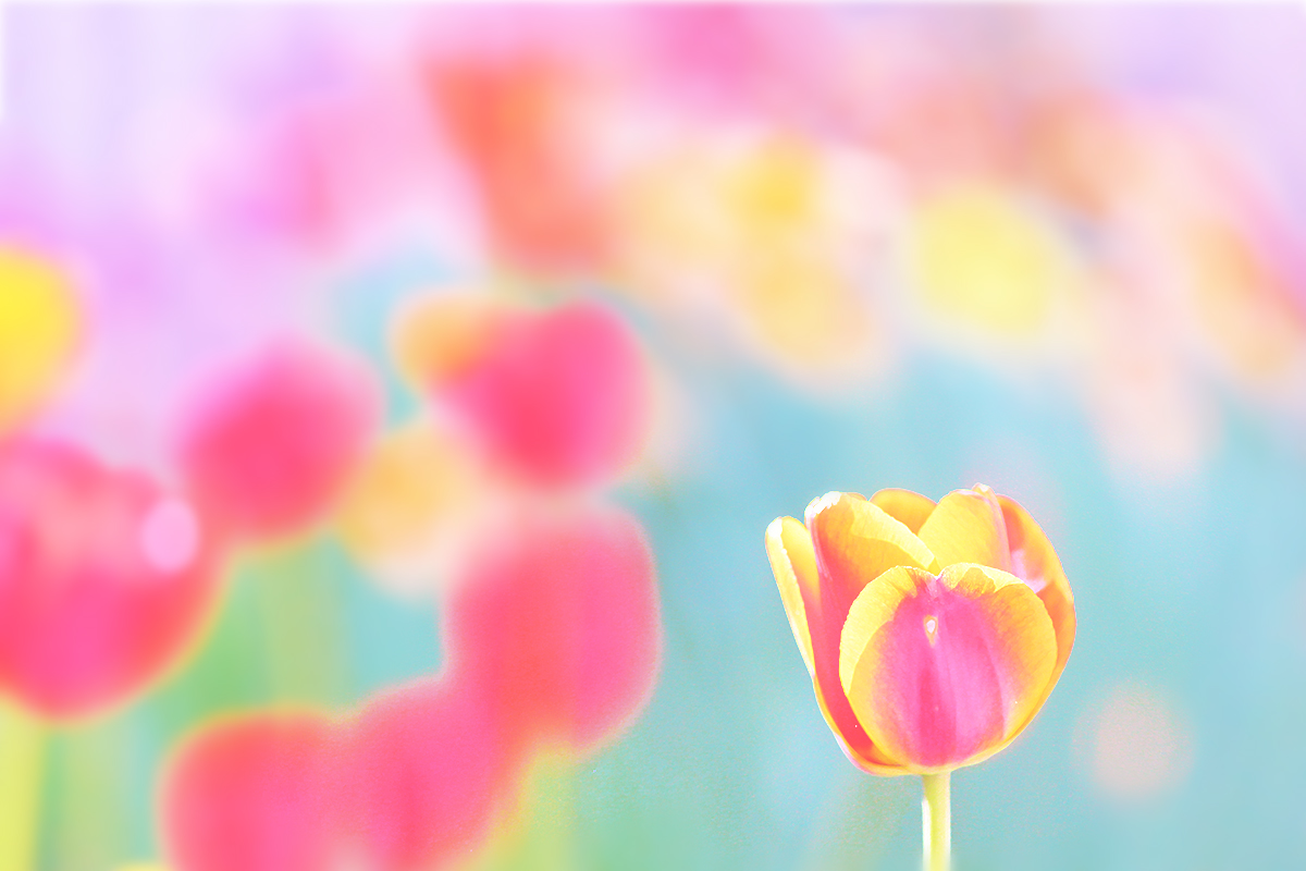 Tomorrow,  dipped in a dream