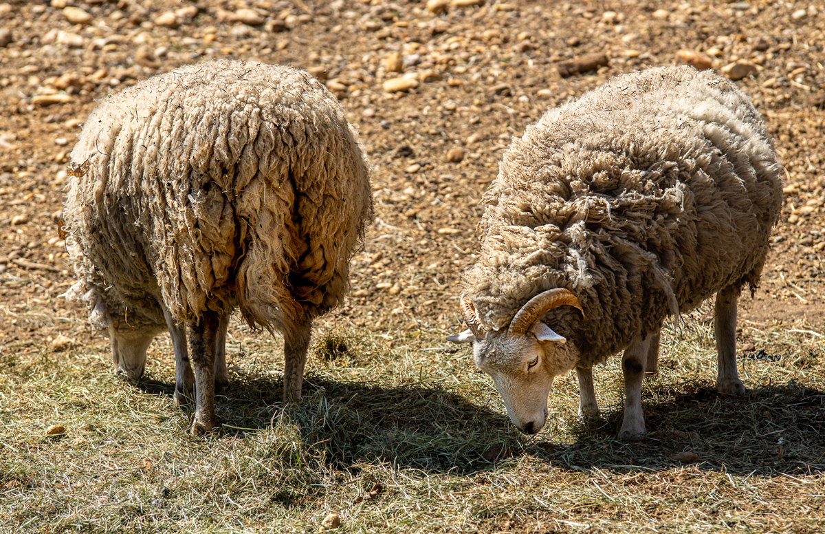 Head and Tail