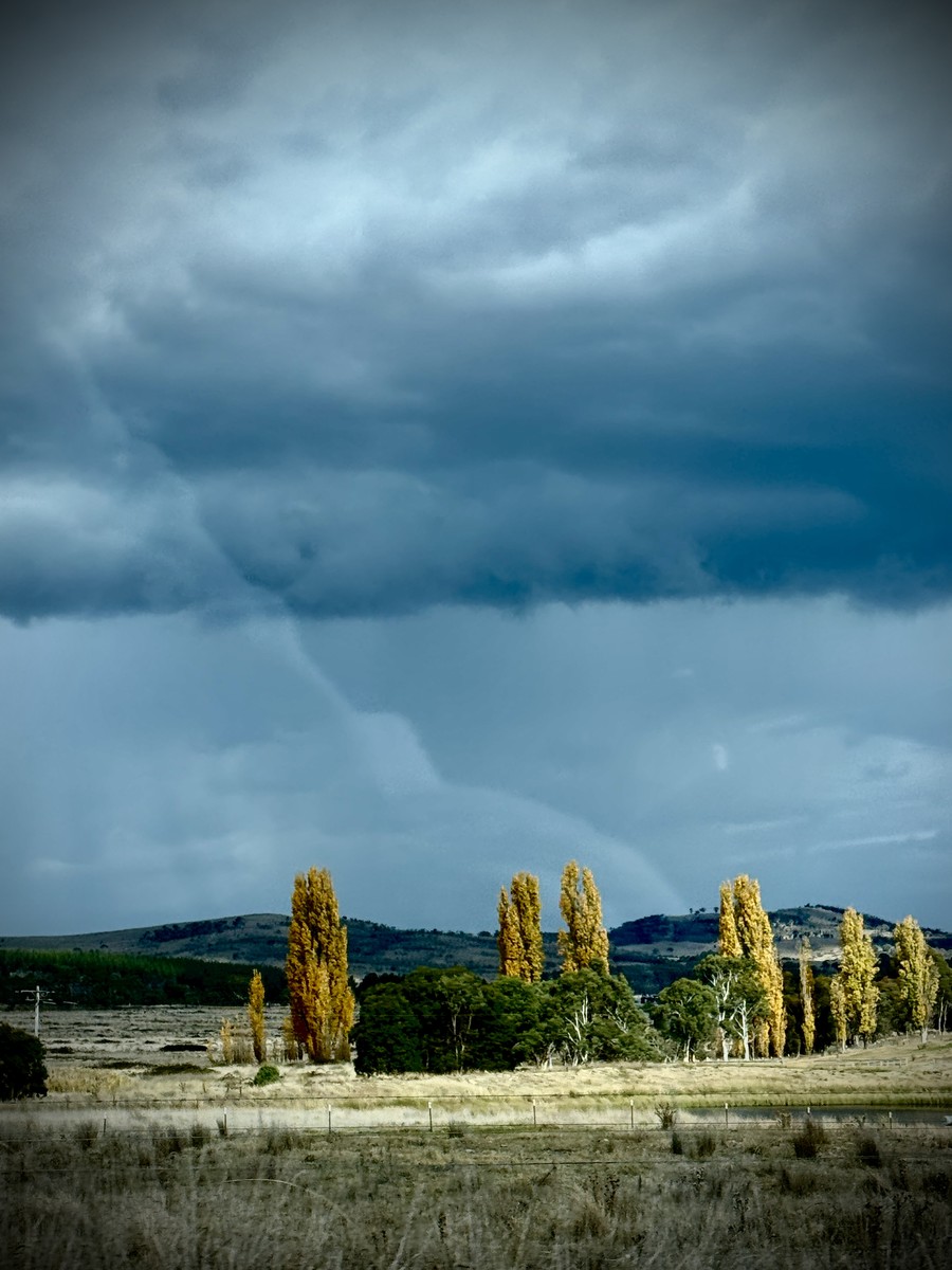 Poplar Dynamics