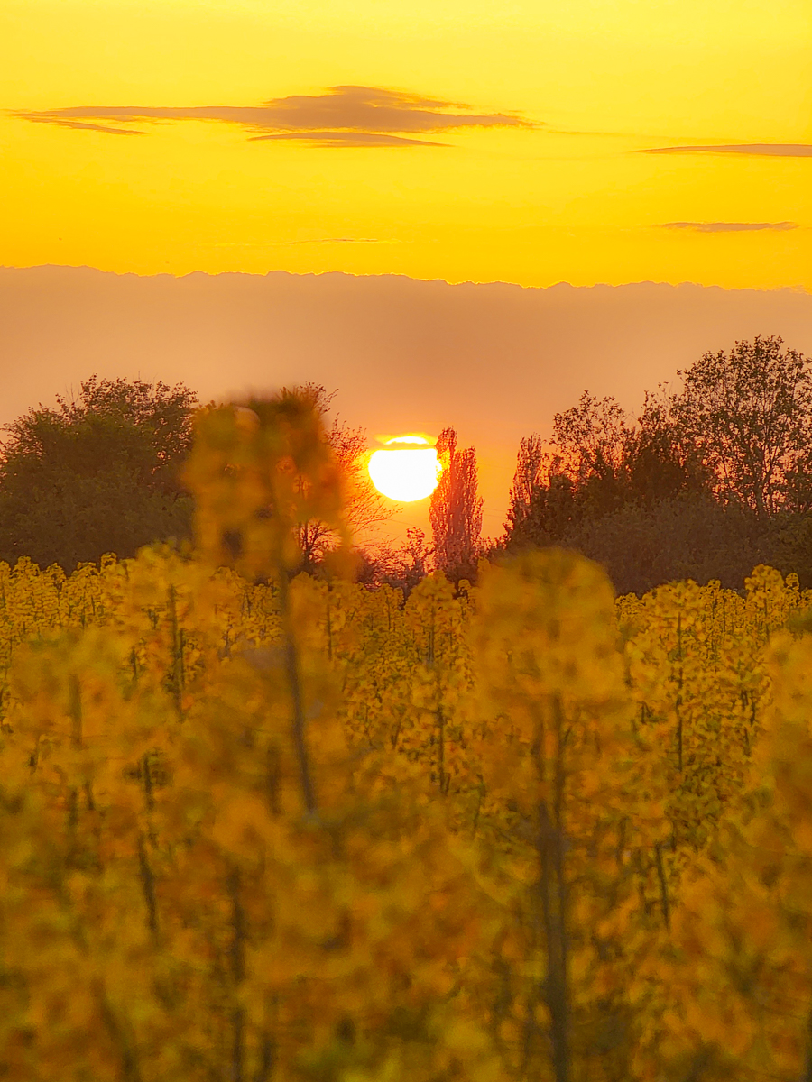 rapeseed fields