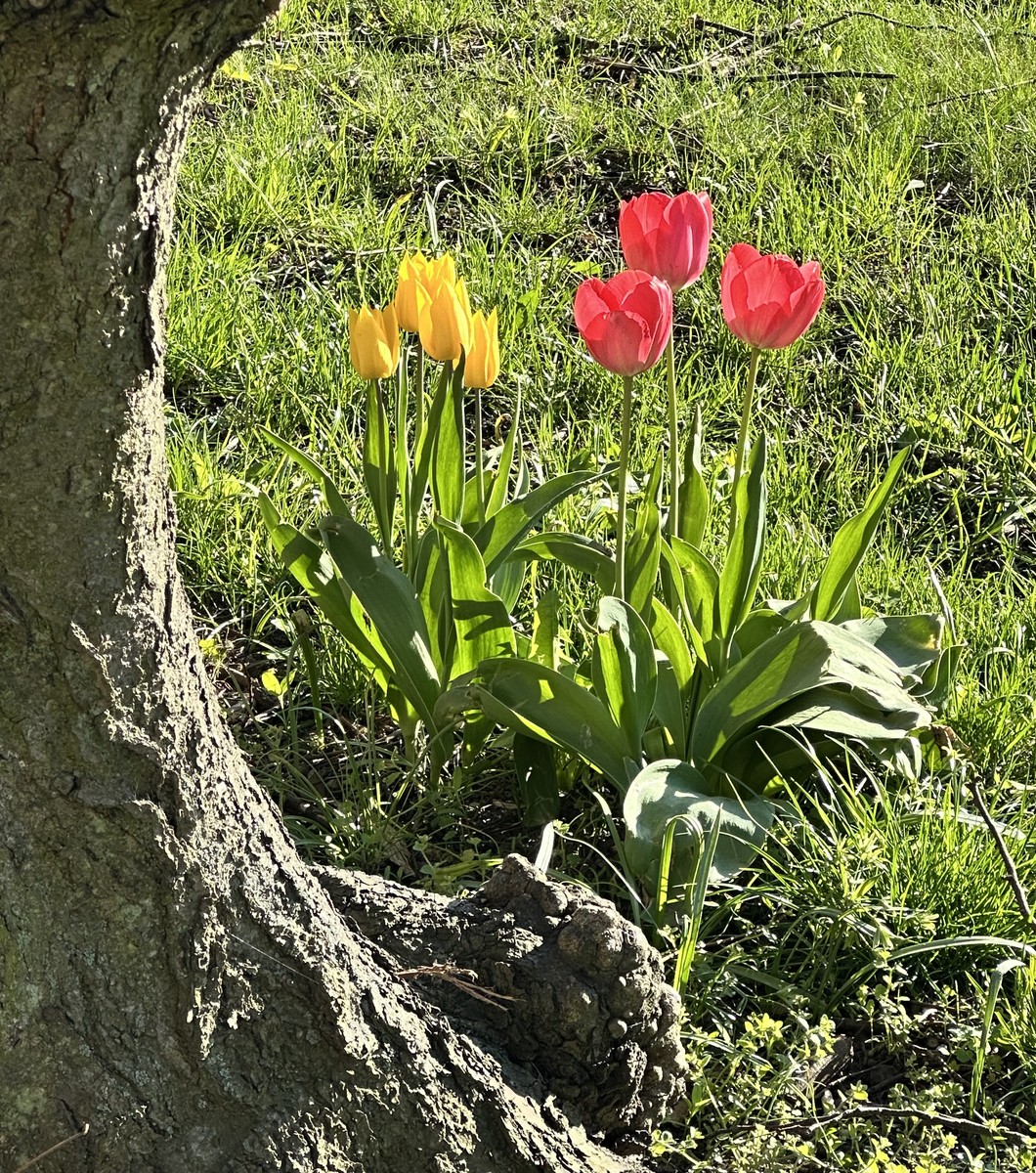 Yellow or Red (small or big)