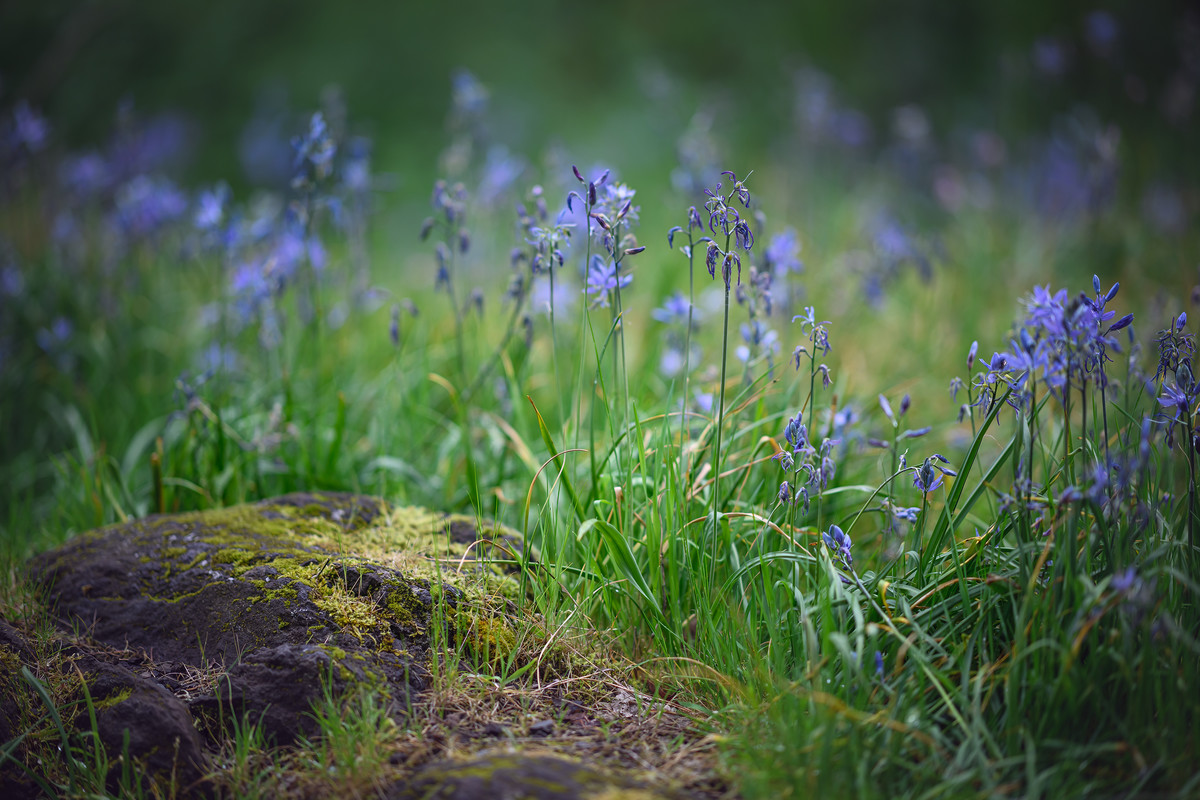Something about a Lily that can bloom rooted in rock . . .