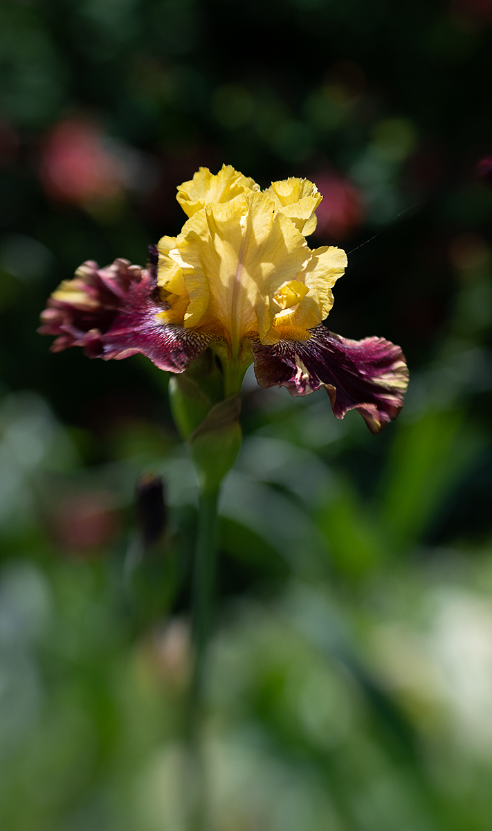 Maroon and Gold