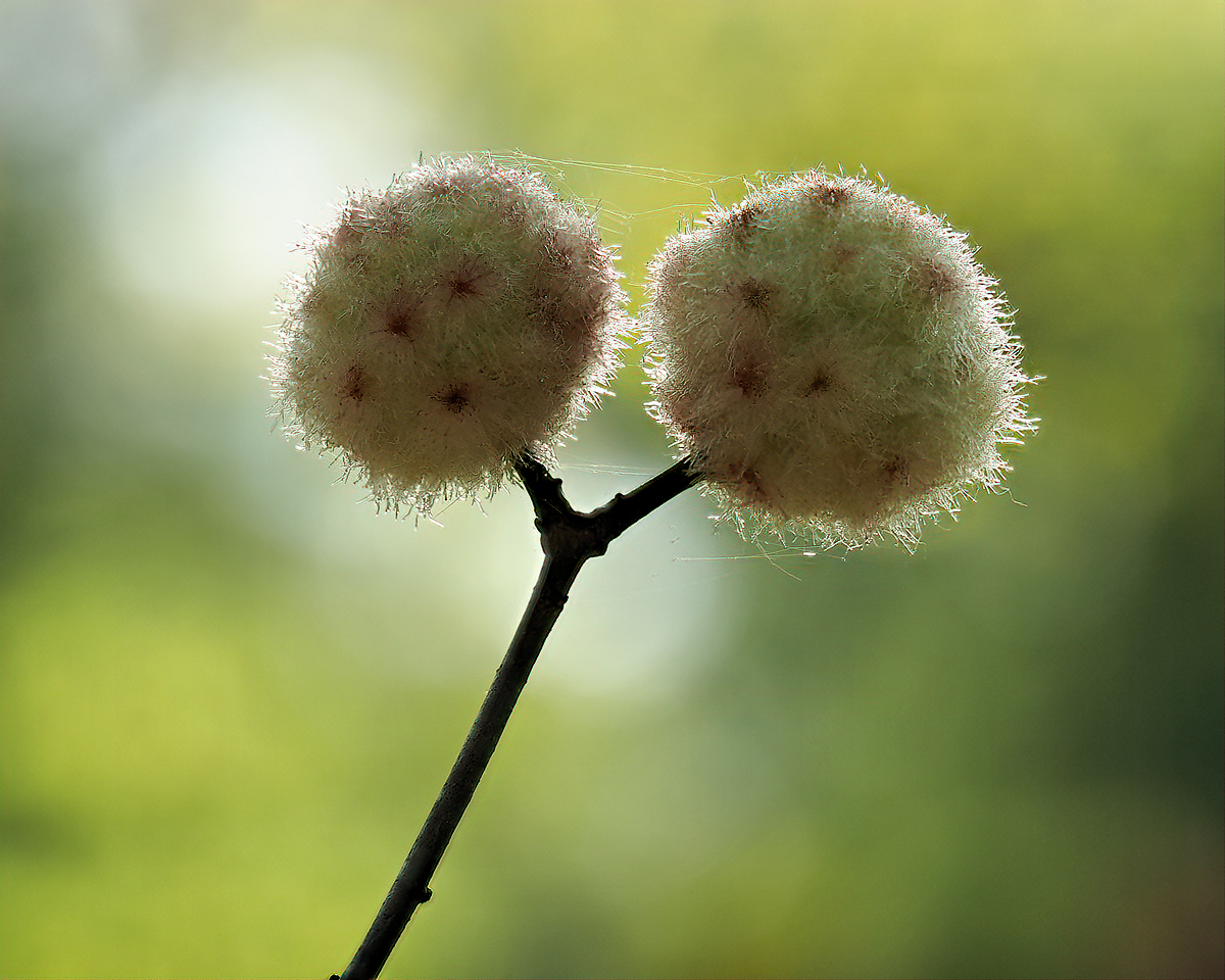 Wood Sower Gall
