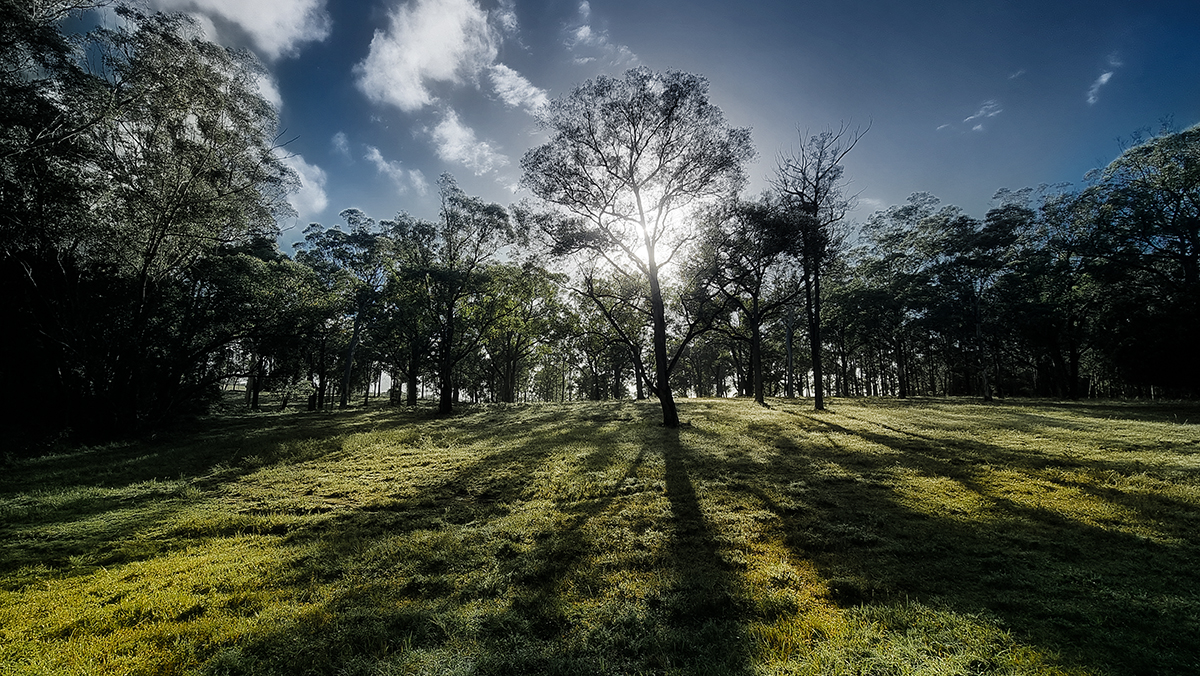 morning shadows