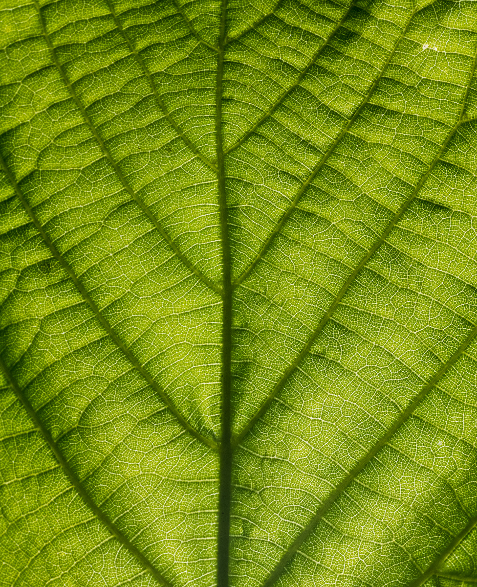 Leaf