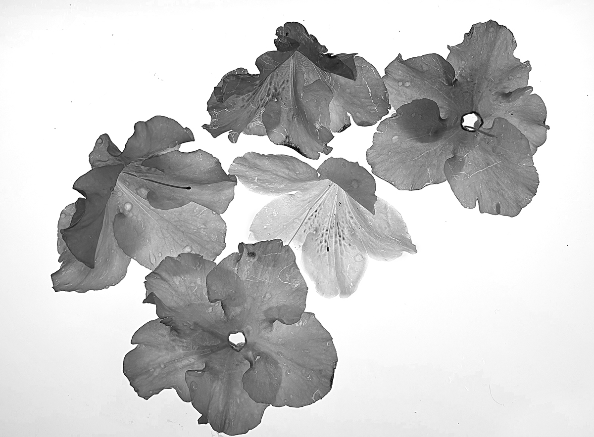 X-Ray