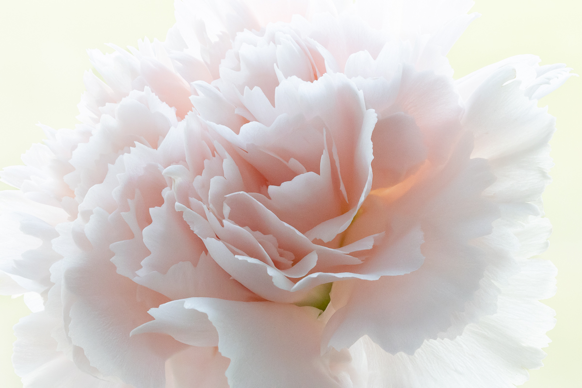 Garden Beauty