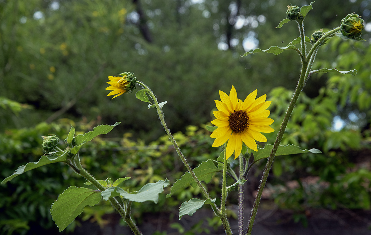 sunflowers
